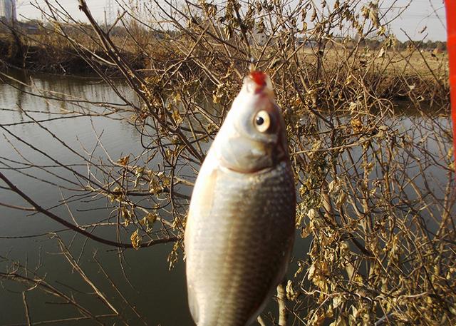 為什么釣魚用麝香